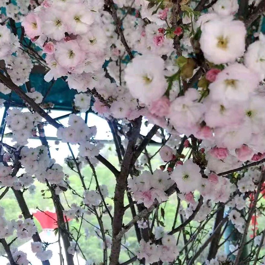 满眼:👰星陈🌈💃