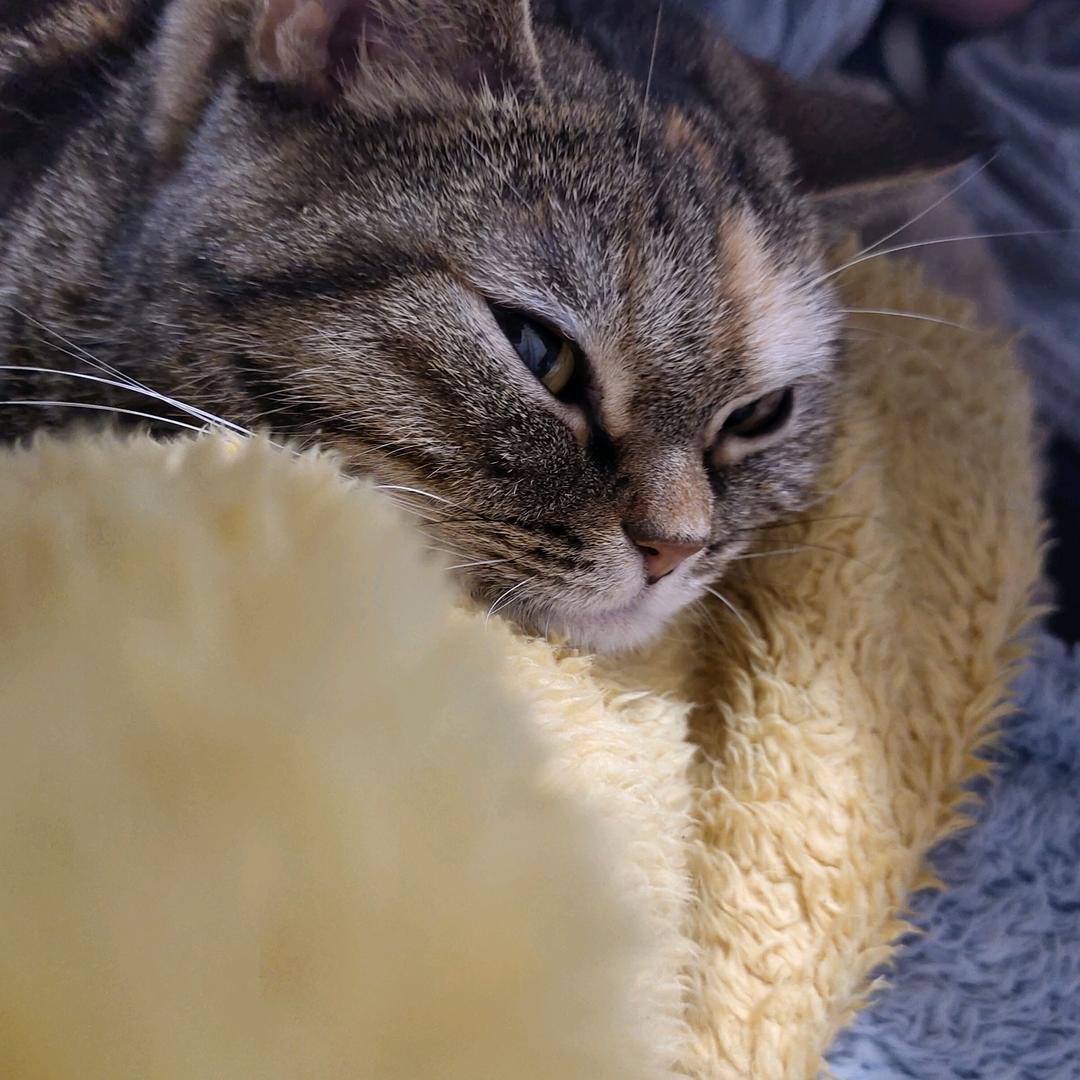 青红丝掉毛怪😴