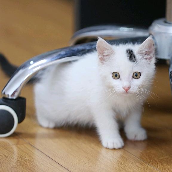 猫德学院林老师