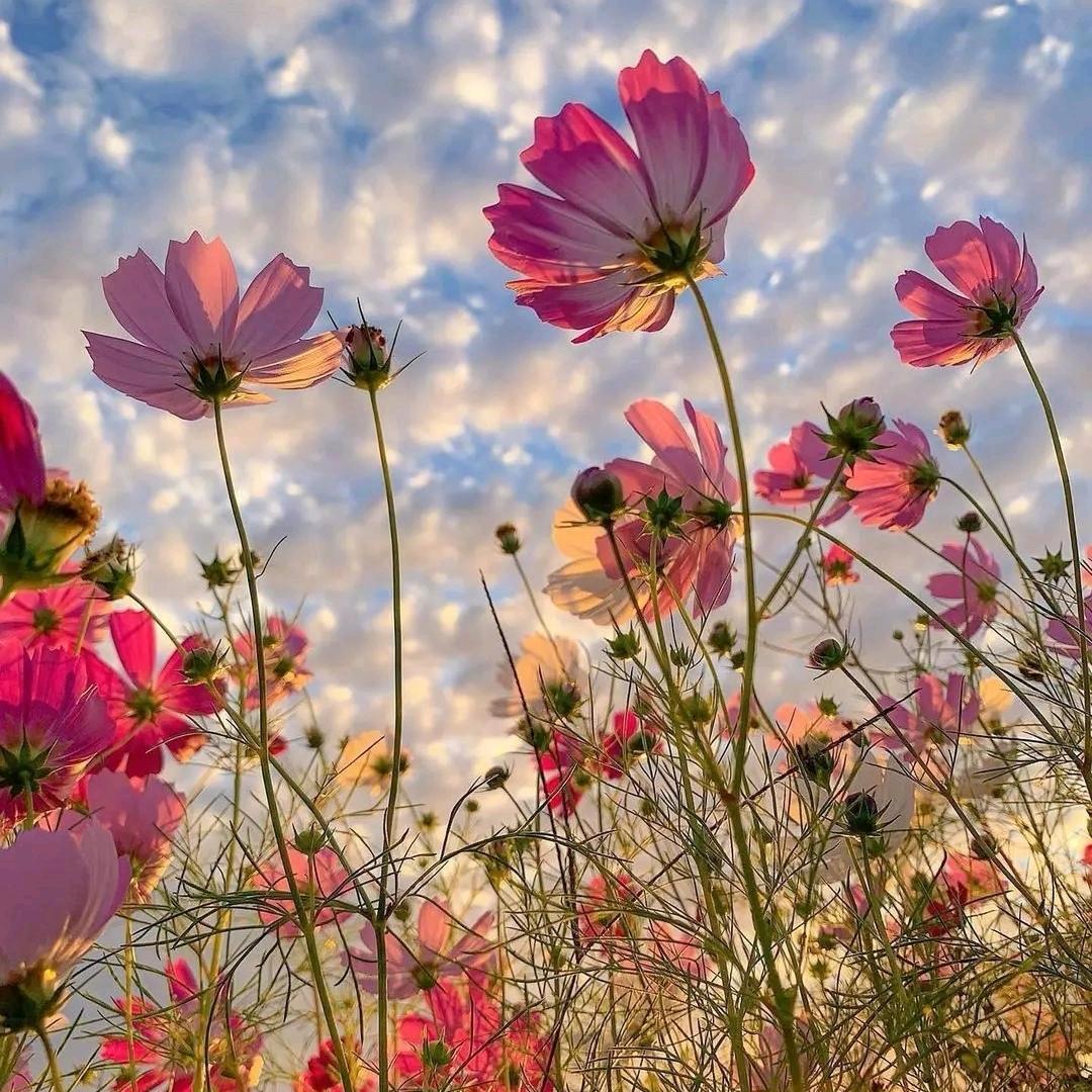 一晞花语