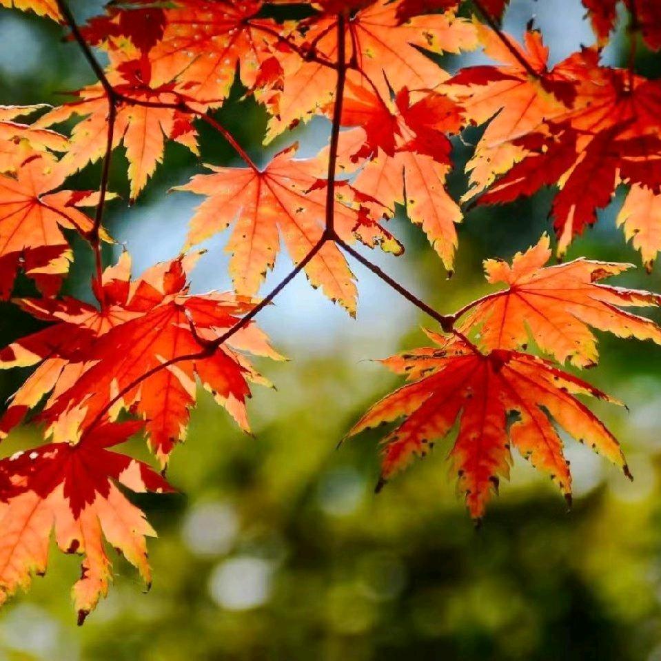 深秋枫叶红