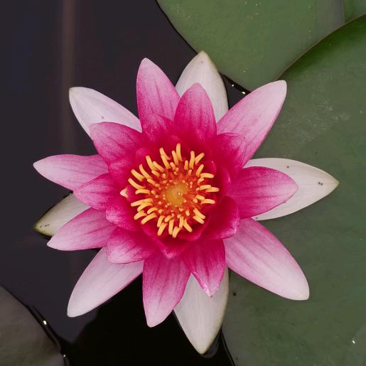 小朱朱  （哥哥）