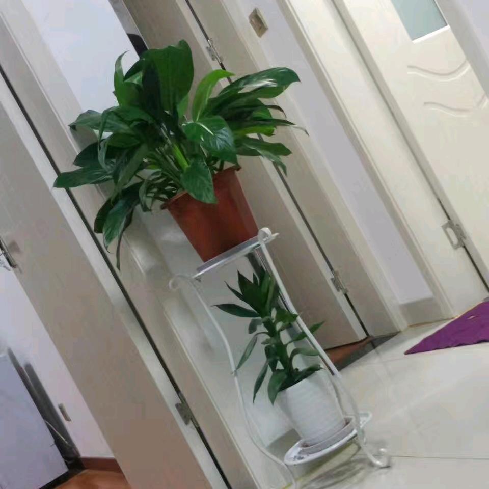 花语