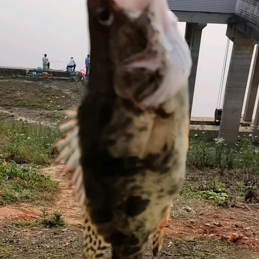 不龟