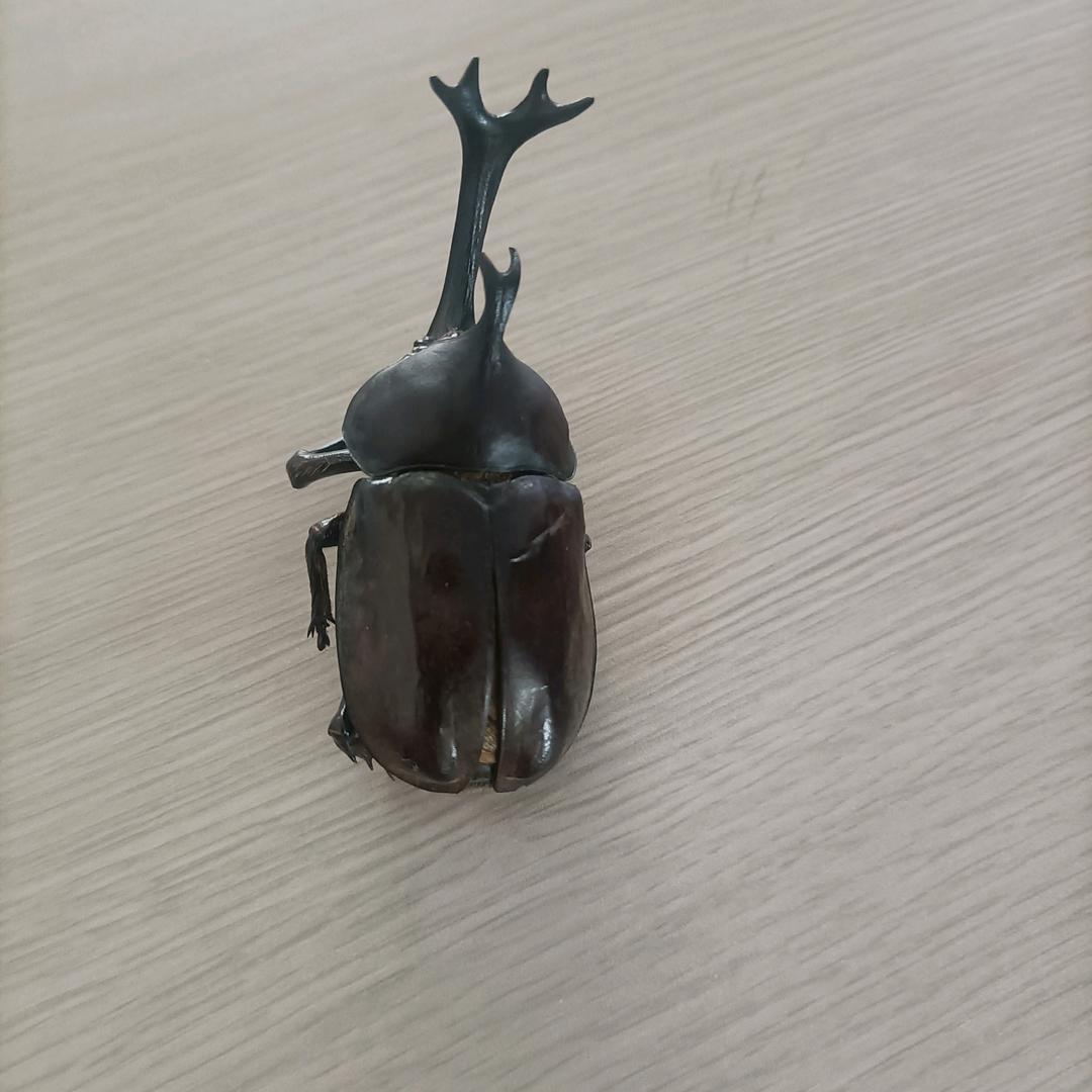 狼