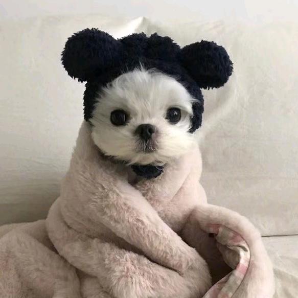 何菜菜
