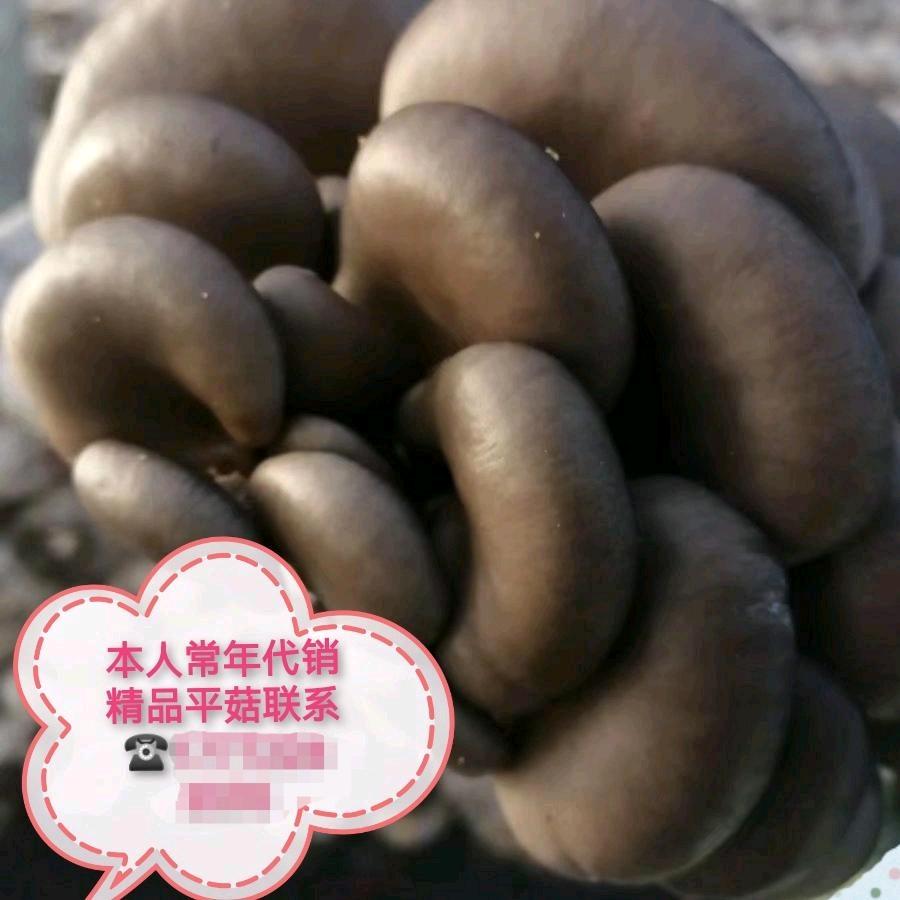 小娟菇满园菌业