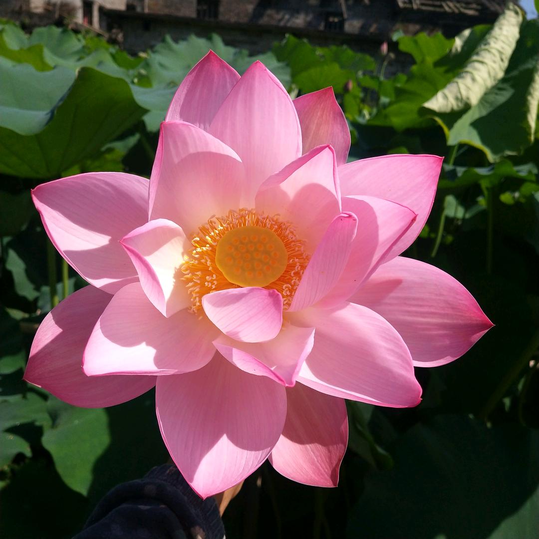 幻想只是一个梦