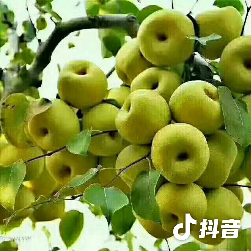 梨树王