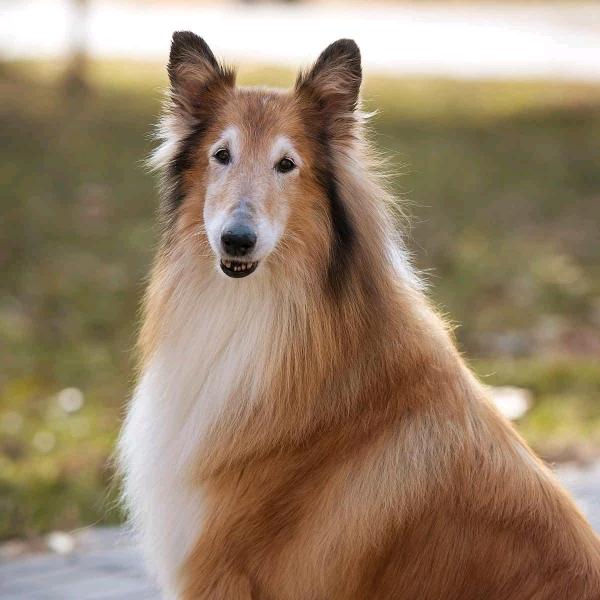 诚信水产2090735440962