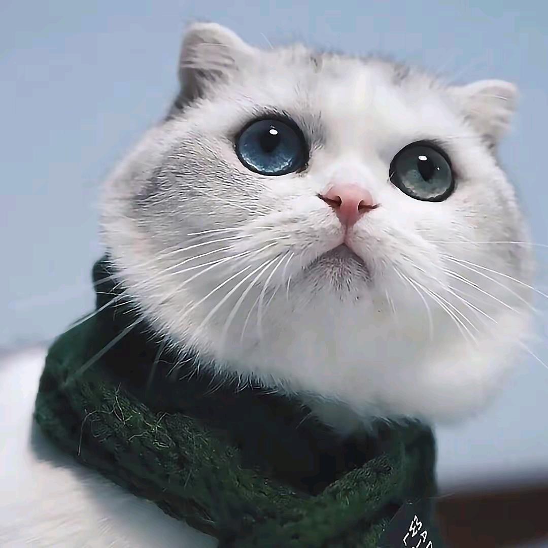 小宝珍选
