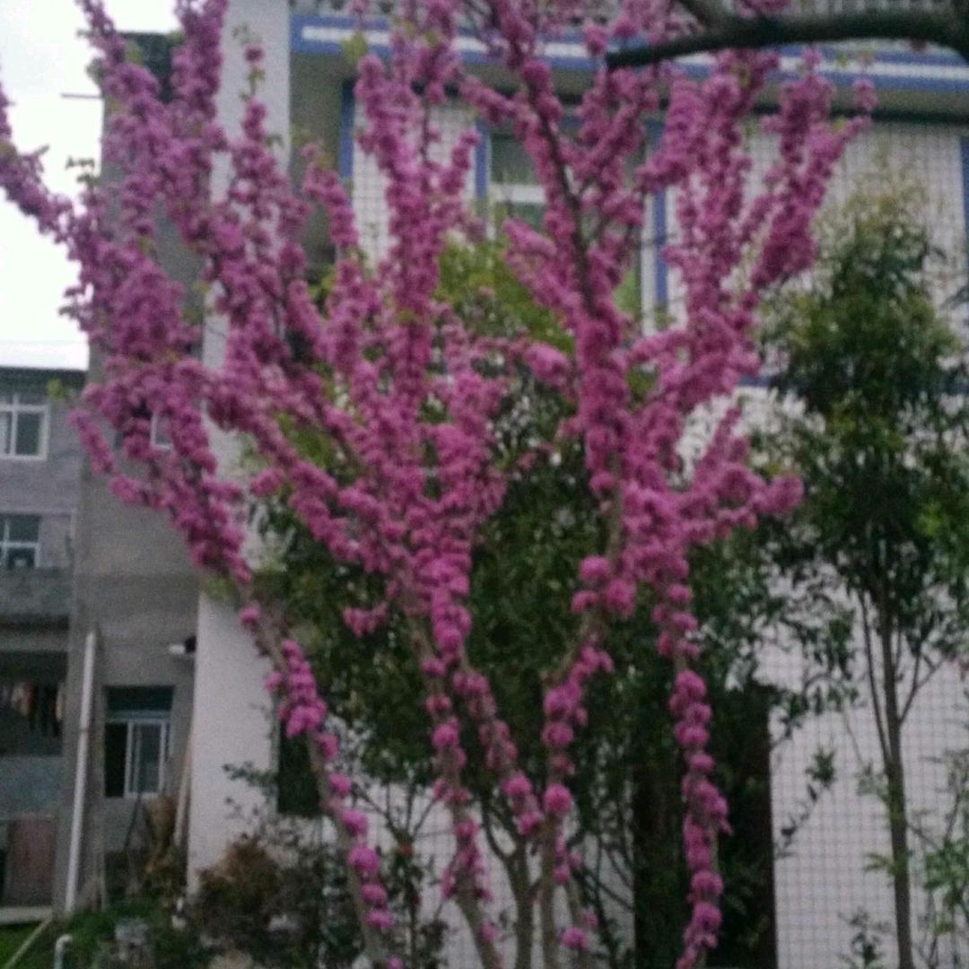 阿龙凯特
