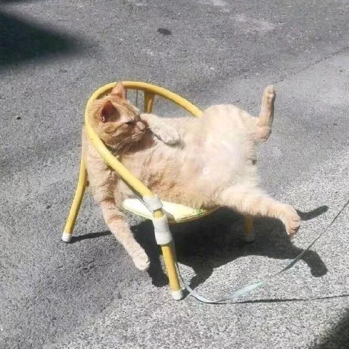 在沙漠看企鹅