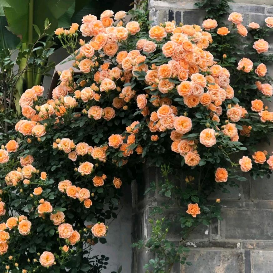 聆听(手机摄影）