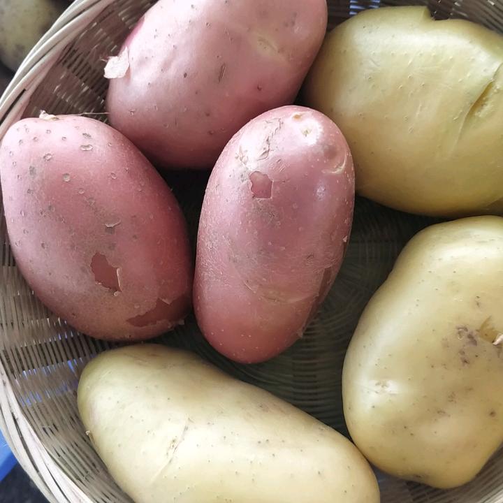 土豆姐