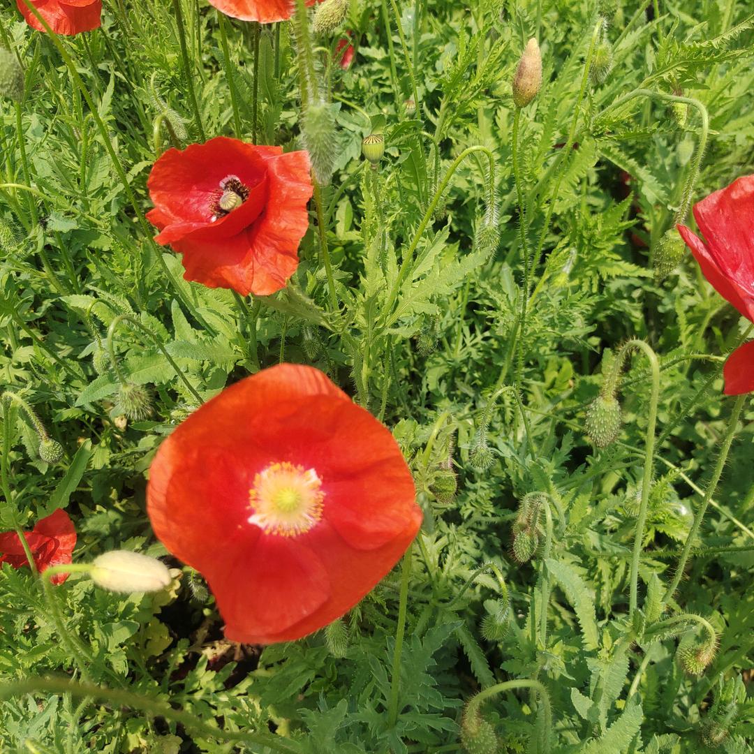 🍏(｡余･ω香･｡肉)ﾉ♡丝٩