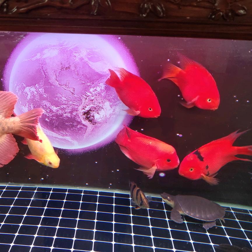 汉语