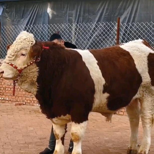 威宁亿牧强养殖场