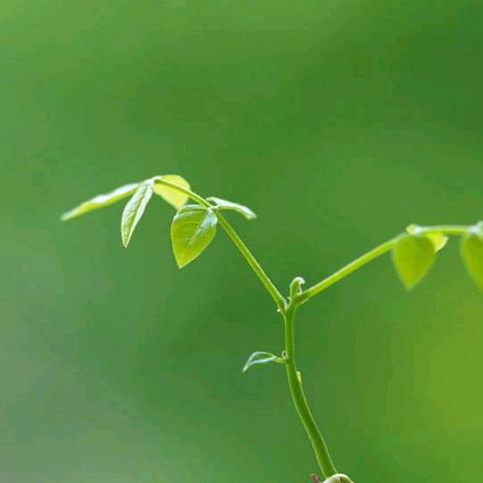 海绵