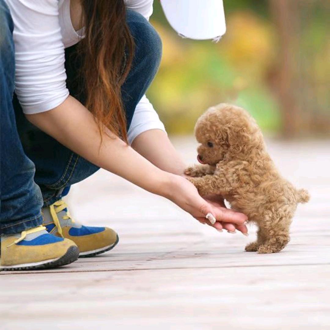 铲屎官的大满足