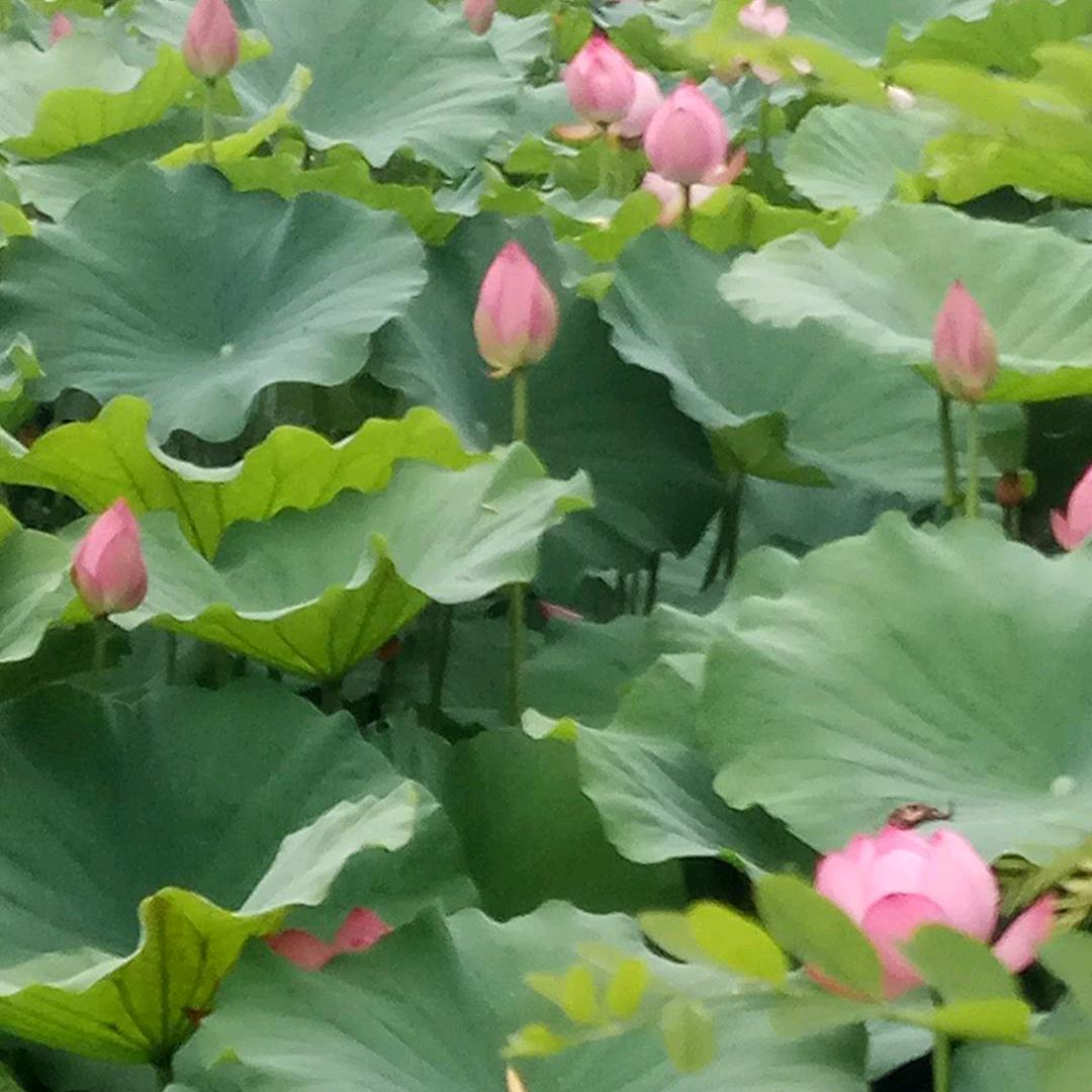 八方进宝易学传承