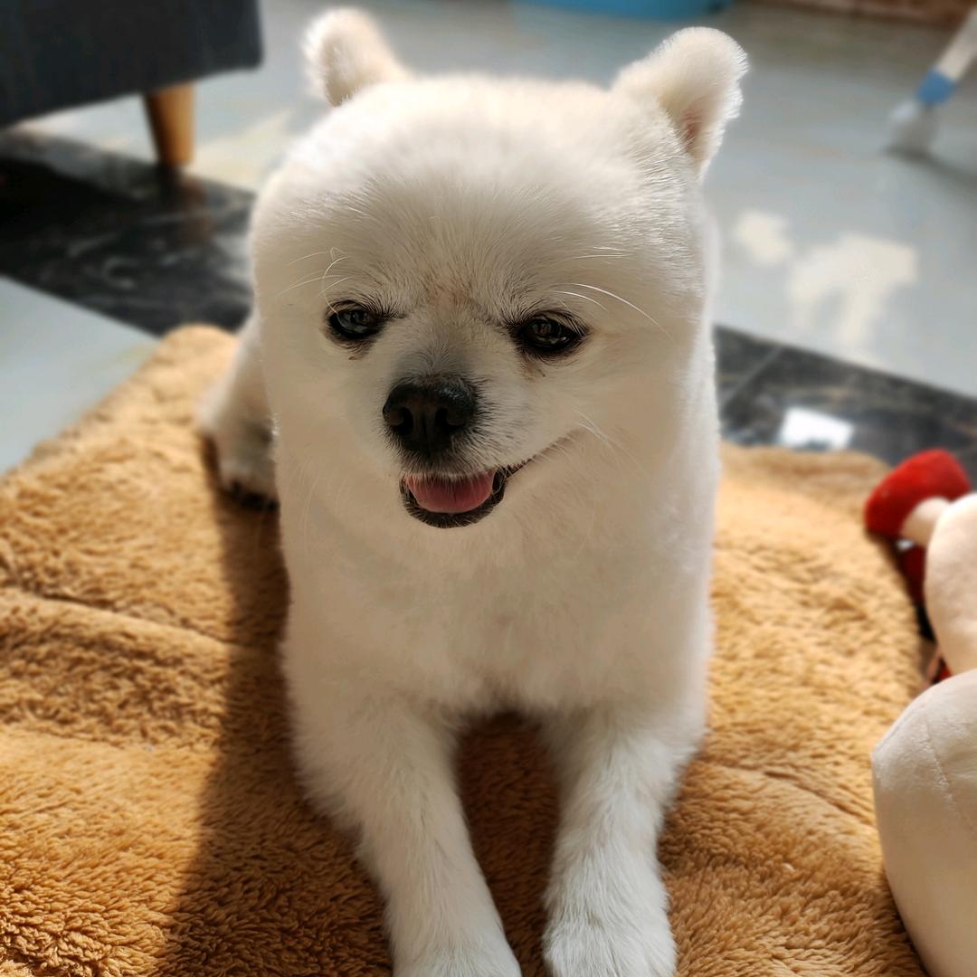 杨家大妞
