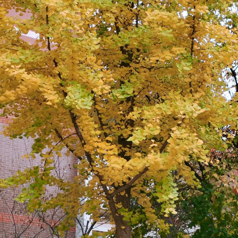 乘风破浪的燕子