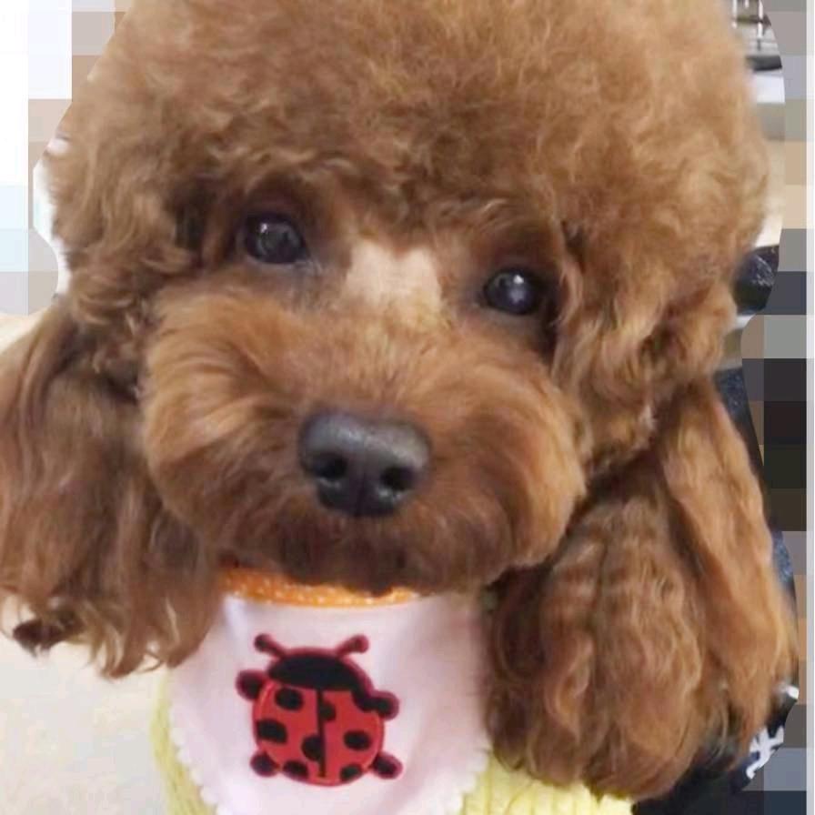 果妈家的毛孩子