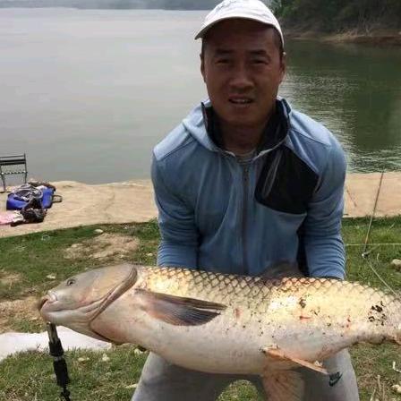 秃头斌