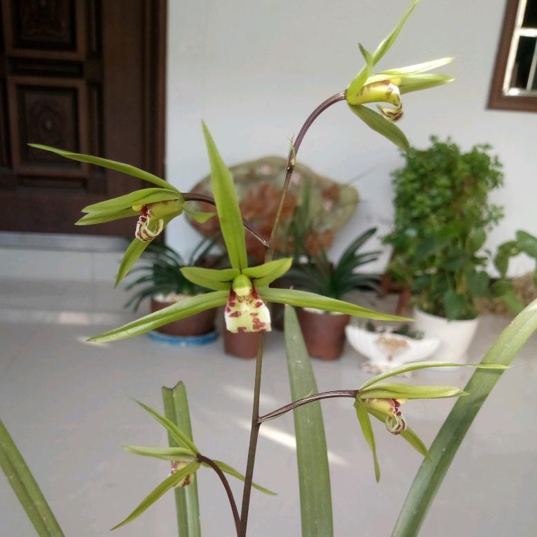 静心思梅