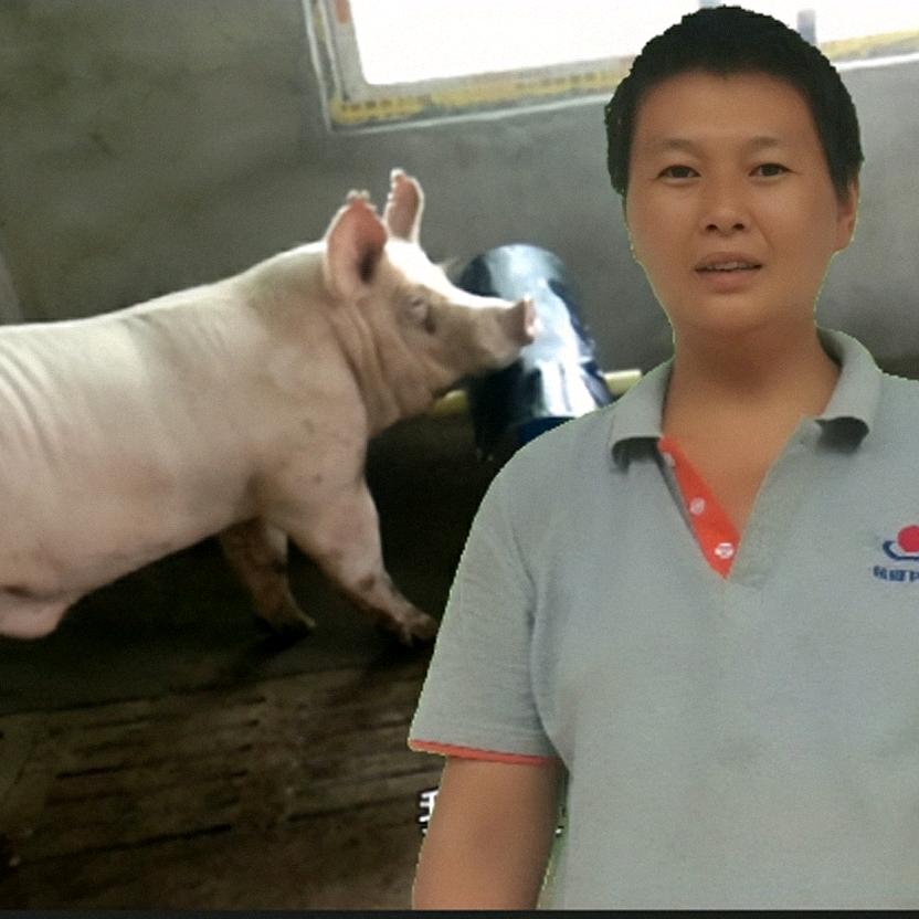 春哥乡村养猪