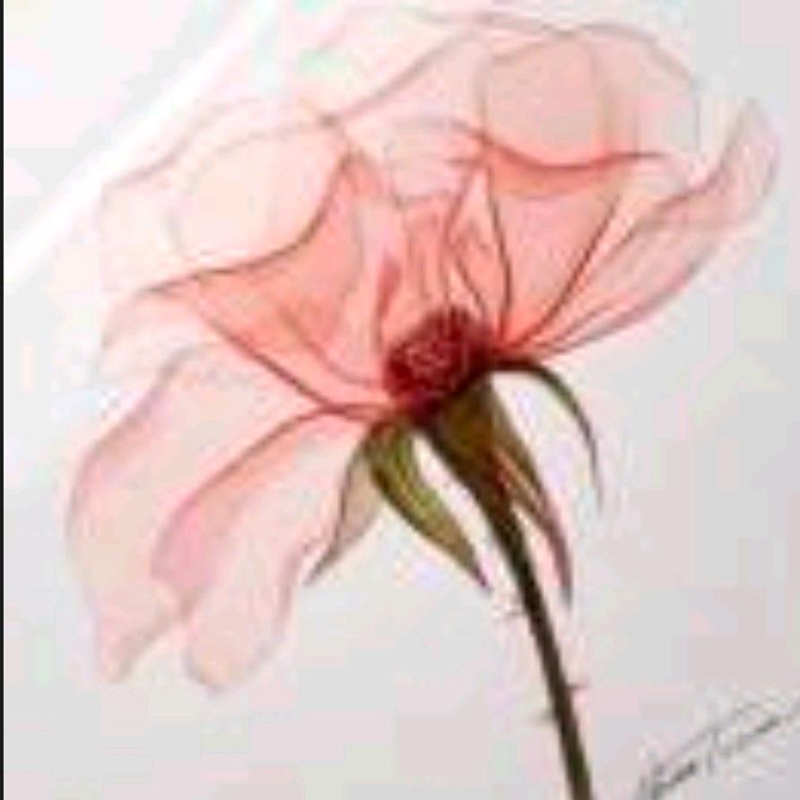 ღ💋廖~菇~凉🌻꧔ꦿ້໌ᮨ࿐