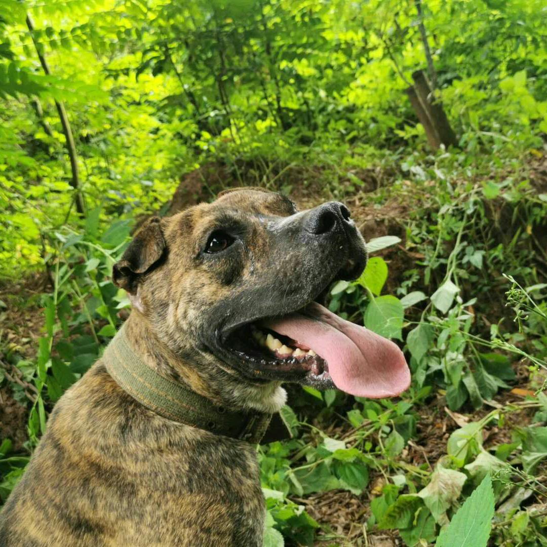 go你是我犬部，邻水振兴护农队