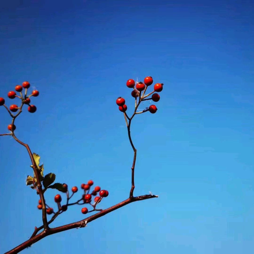 青清
