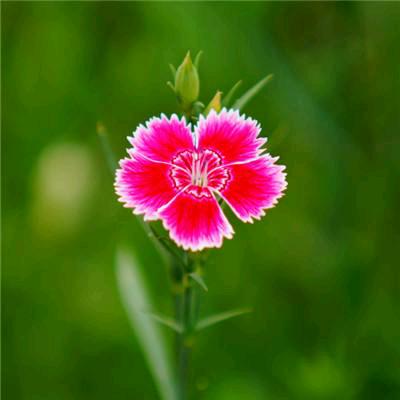 好人一生平平安安