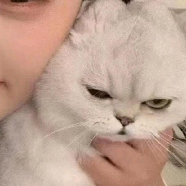 小蚁子