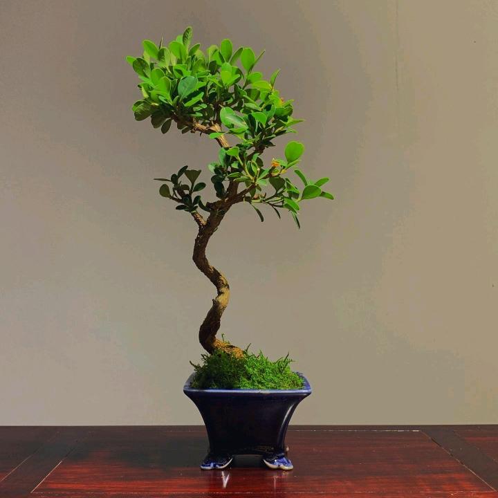 量子玫瑰
