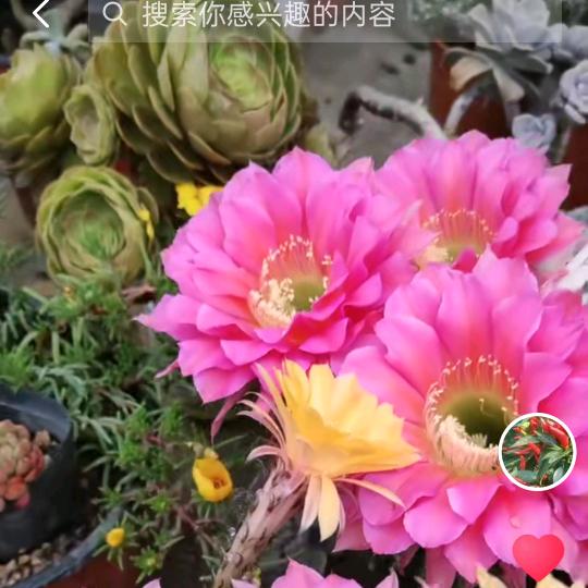 80后大叔