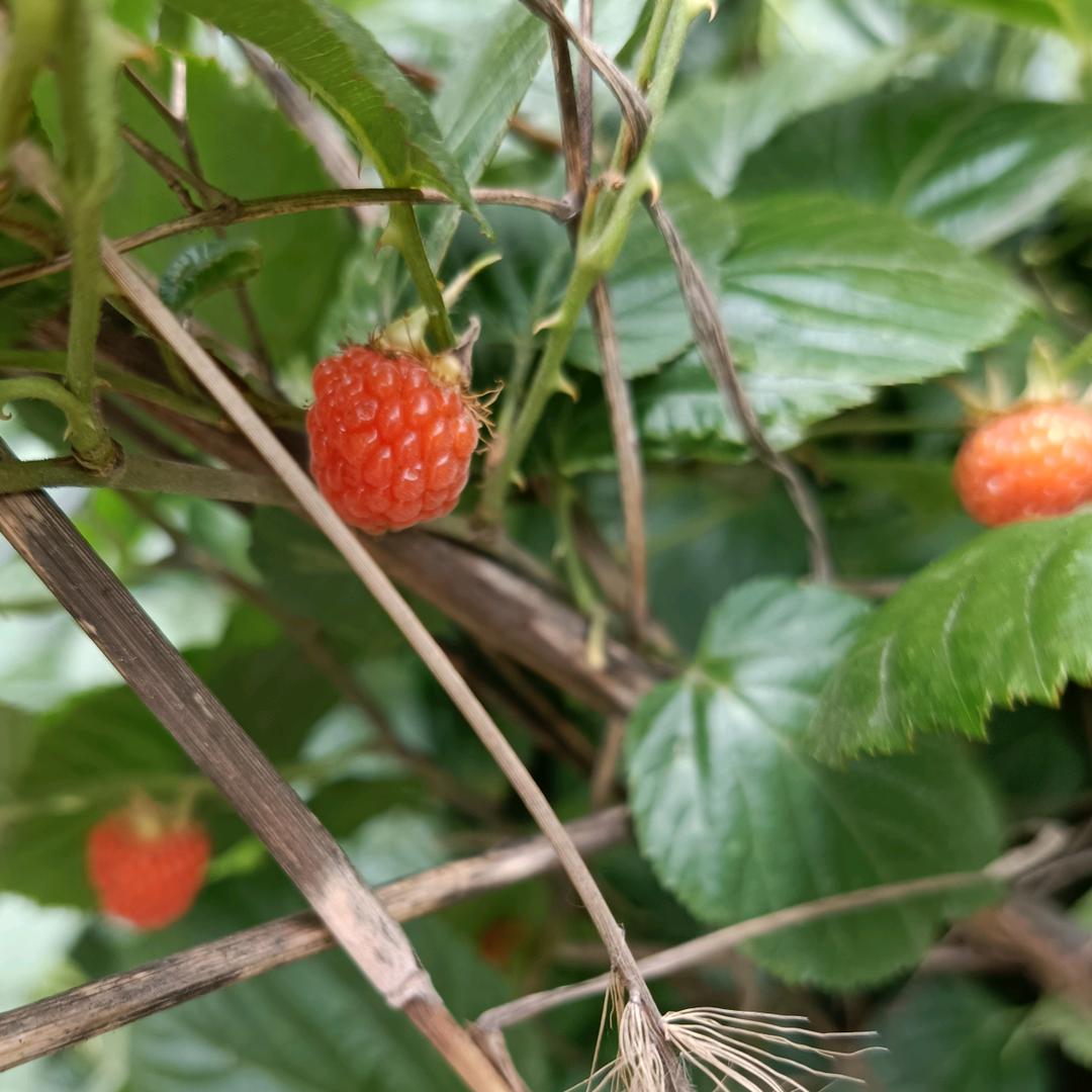 芬达