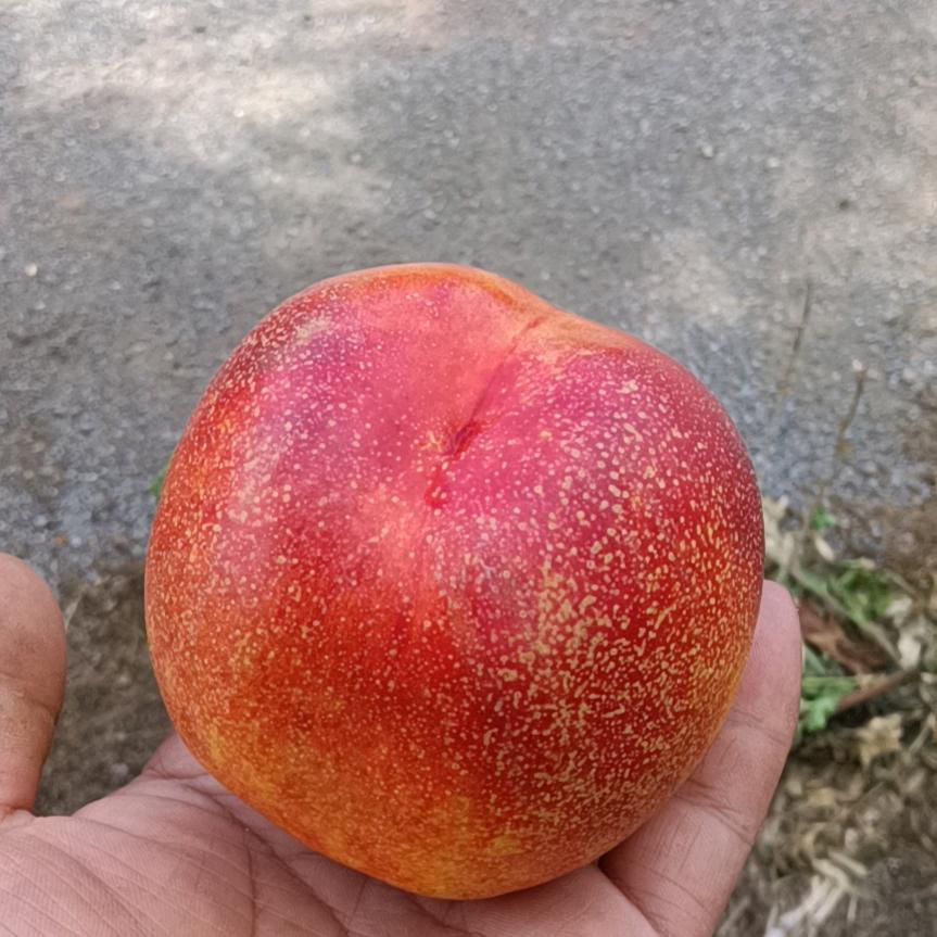 Zz逆