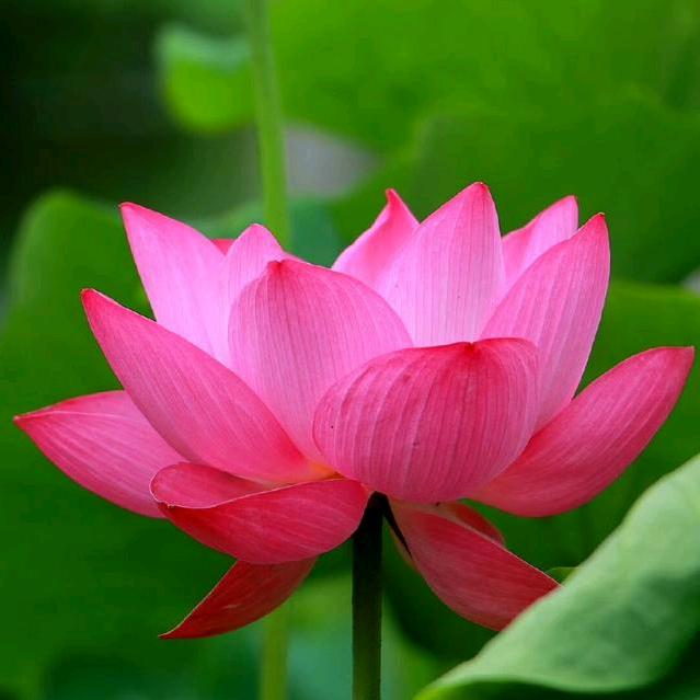 张师傅