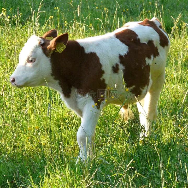 我的心不大只能装得下你