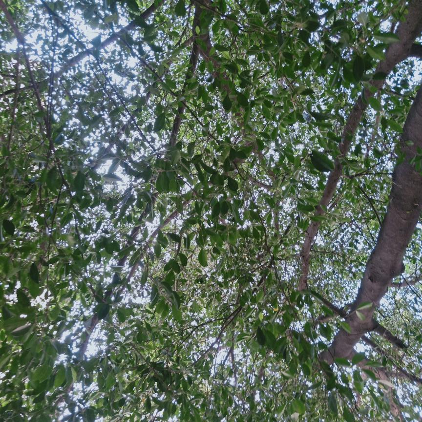 山清水秀