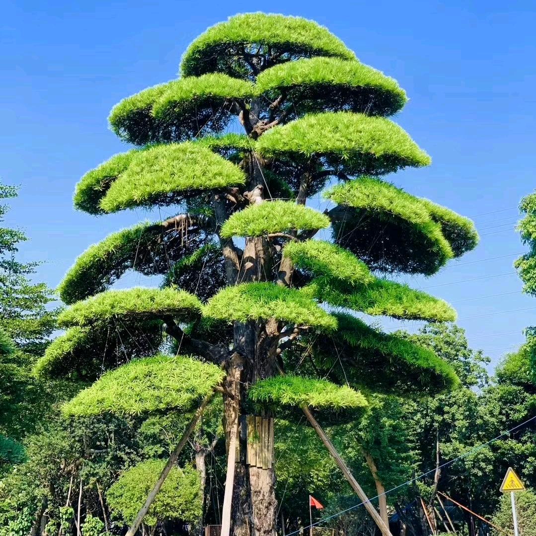 小石艺术园艺设计造型