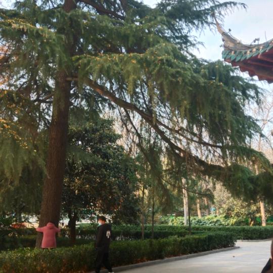 专业收大蒜，花生，红薯