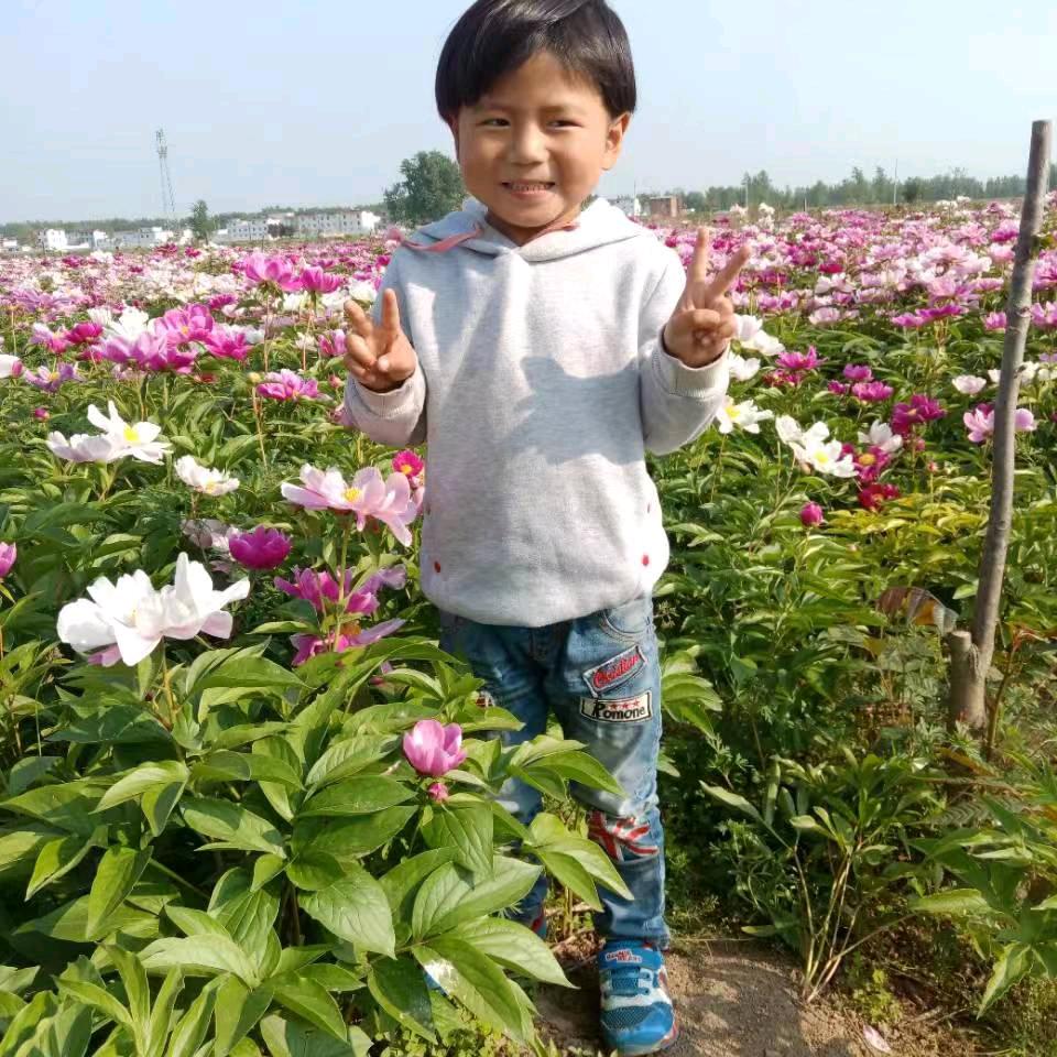 买卖大小猪牛保印