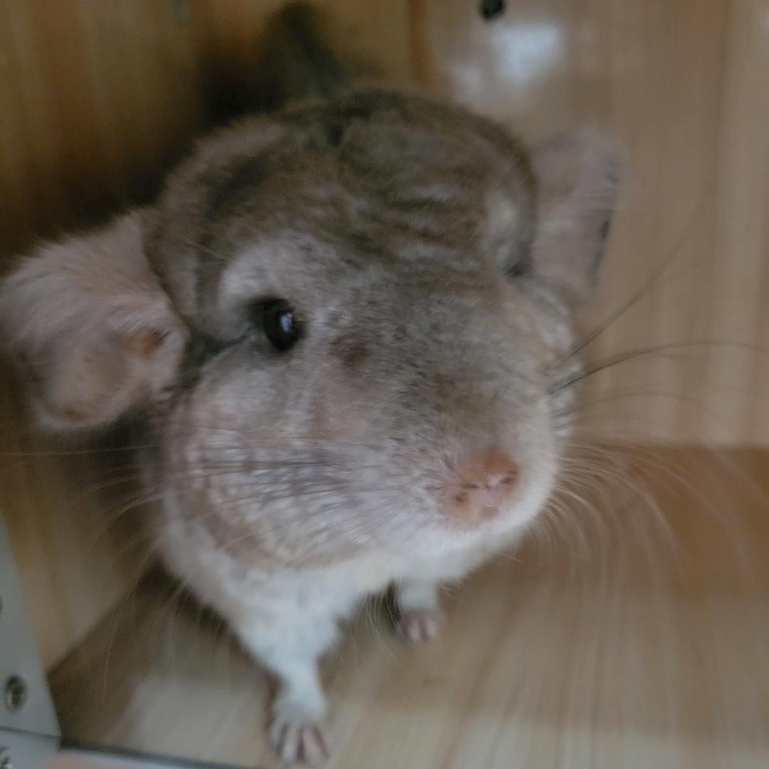 悠游