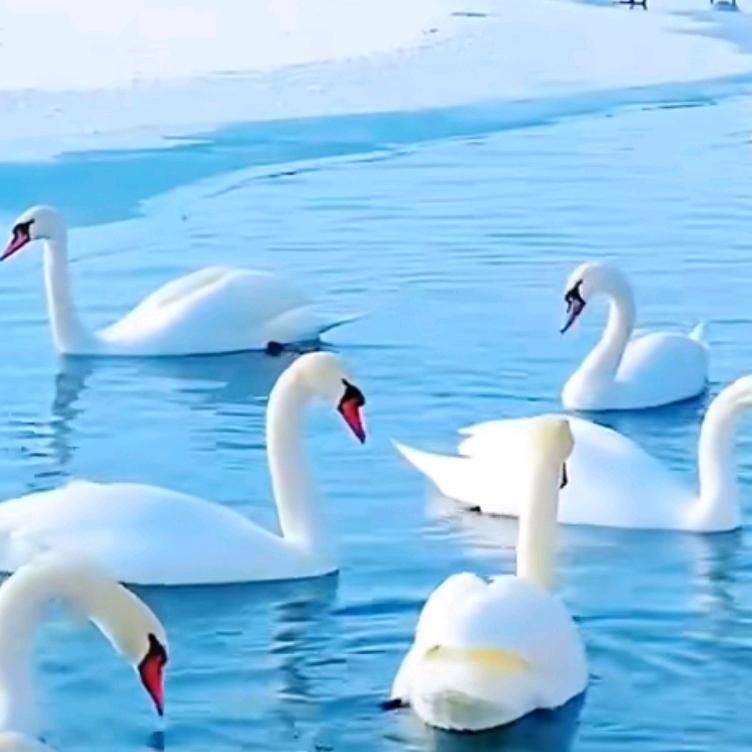 轻舞飞雪