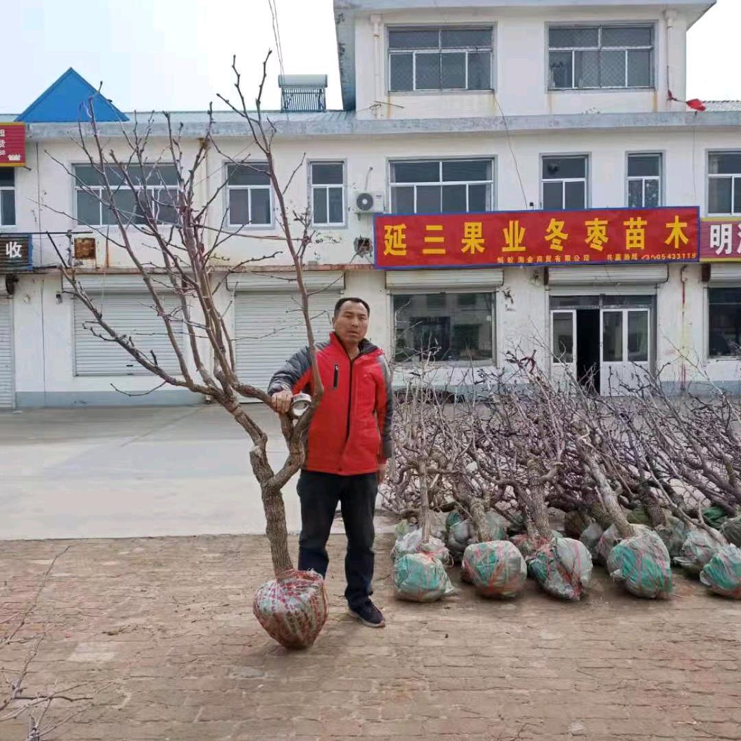 延三果业供应链