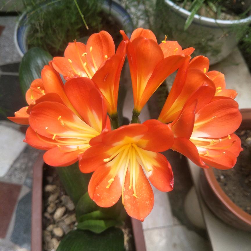 春天☃️((❄️⥎❄️))☃️